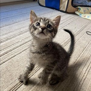 Meet your Posher, Priya